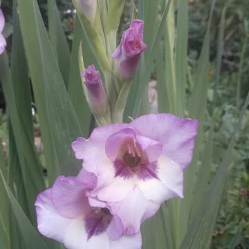 Modest Gladiolus