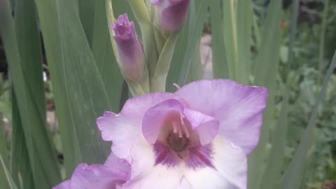 Modest Gladiolus