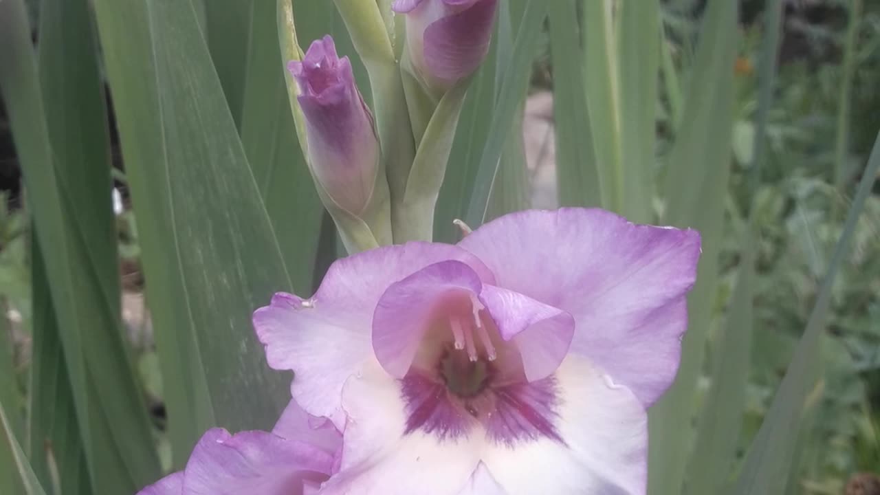 Modest Gladiolus