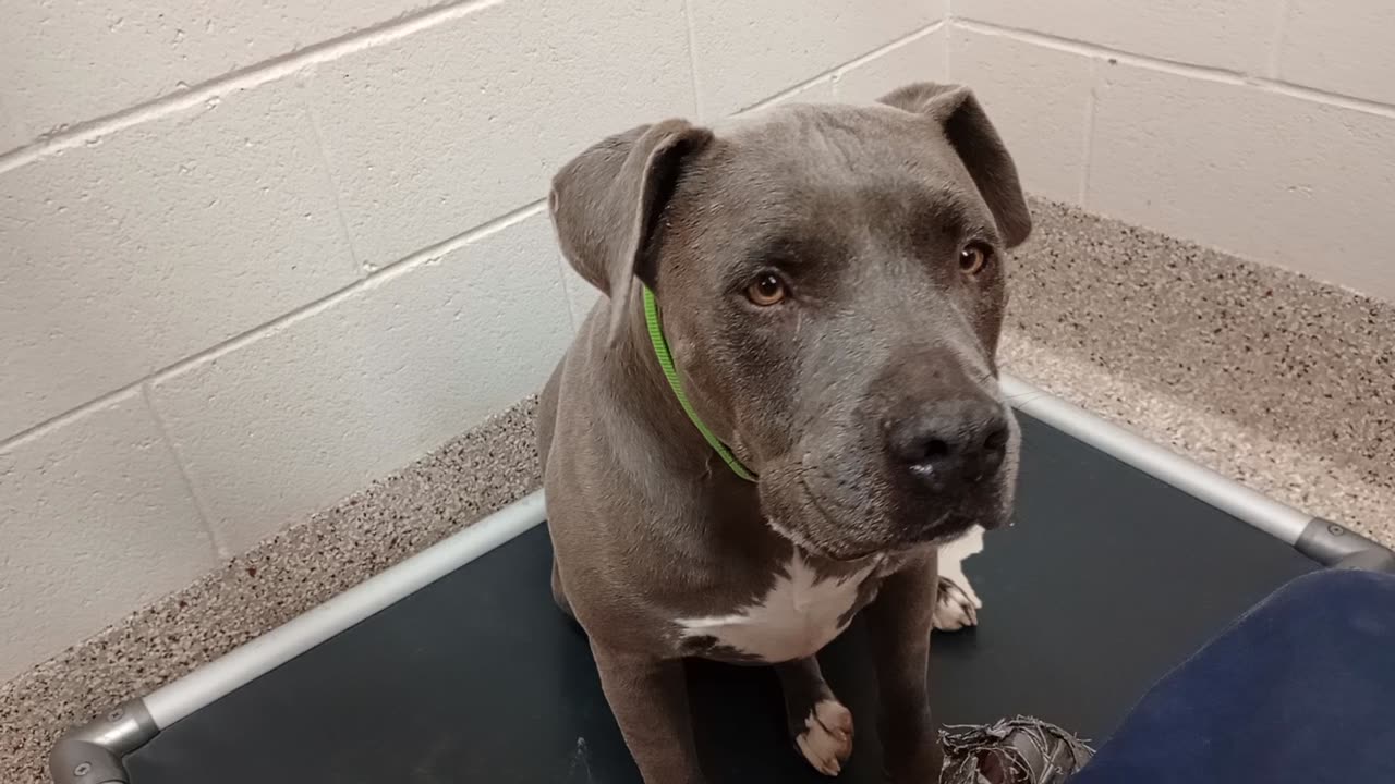 Stryder 7y A685078 kennel 21 pod 1 PACC shelter Lovely guy, I think he gets skipped over20251130605