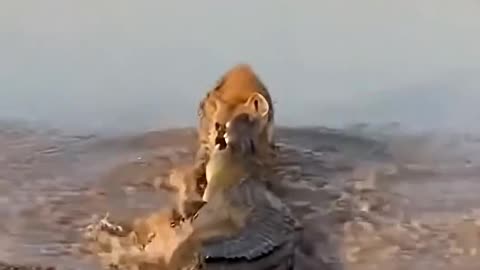 Hyena vs Caribou The Crocodile is actual hunter