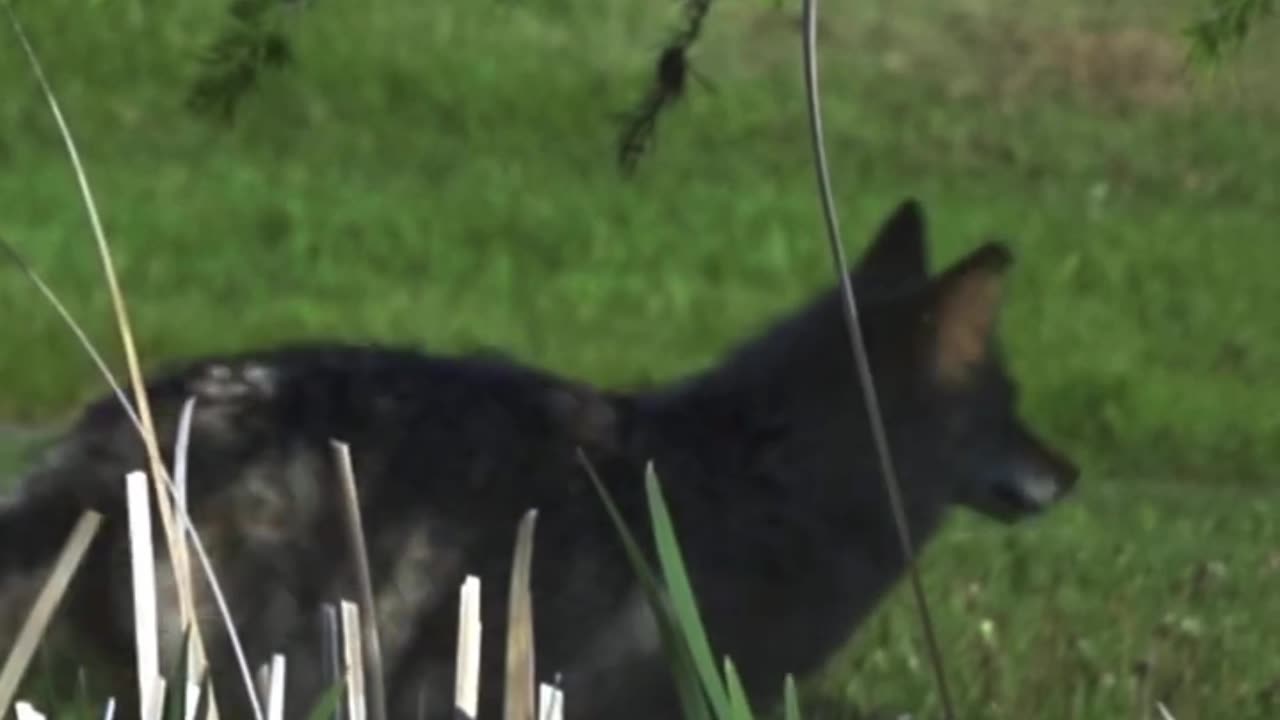 Which US State Has the Largest Coyote Population