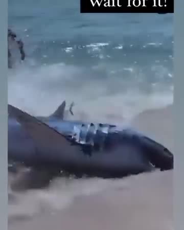 A Beached Mako Shark