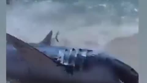 A Beached Mako Shark