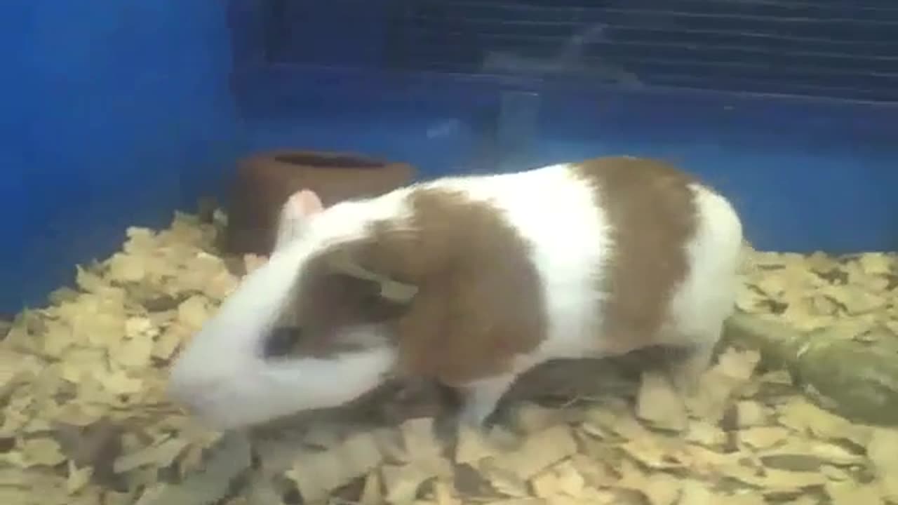 Cute white and brown guinea pig loves being filmed, so flufly and sweet