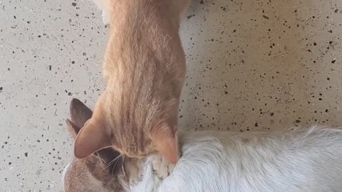 Cat Gives Dog Long Neck Massage