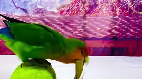 Escape Artist Parrot
