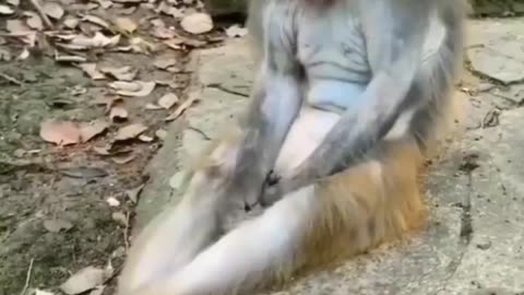 FUNNY & CUTE ANIMALS