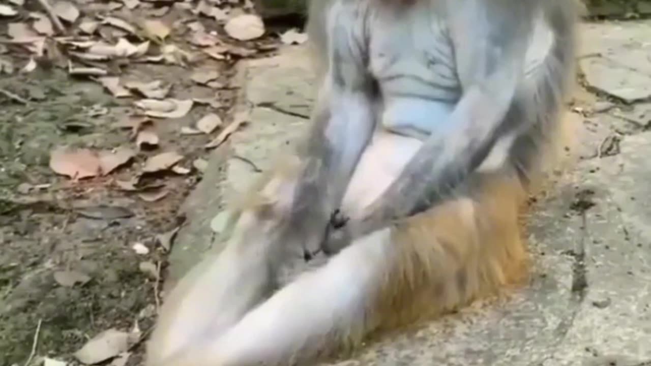 FUNNY & CUTE ANIMALS