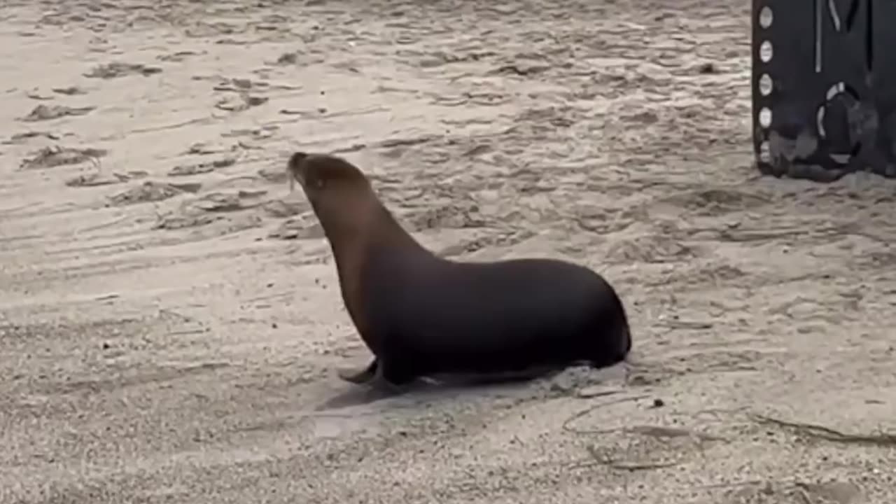 Funny animals 🤣🤣🤣