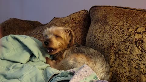 Chewy, Being Beautiful #yorkies #funnydogs #batman #chewy