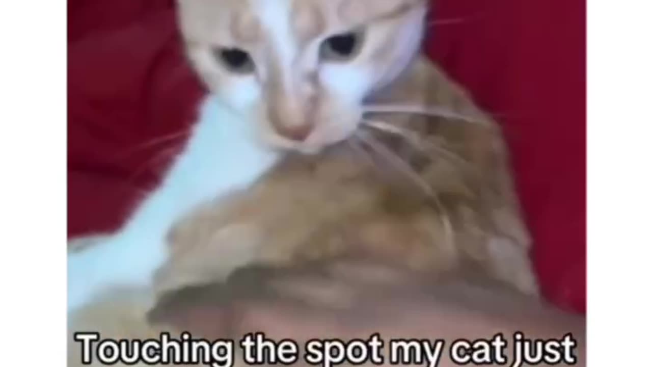 #cats-harssment cats being getting interrupt during cleaning 🤣