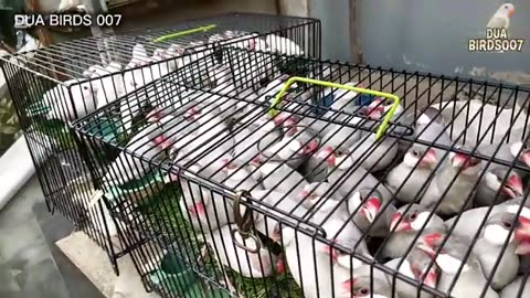 Birds market karachi 12/10/2025