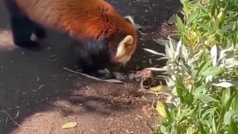 🐻😮 Watch as Curious Red Panda is Left Amazed by a Tiny Toad! Funny Encounter | FeedMyCuriosity