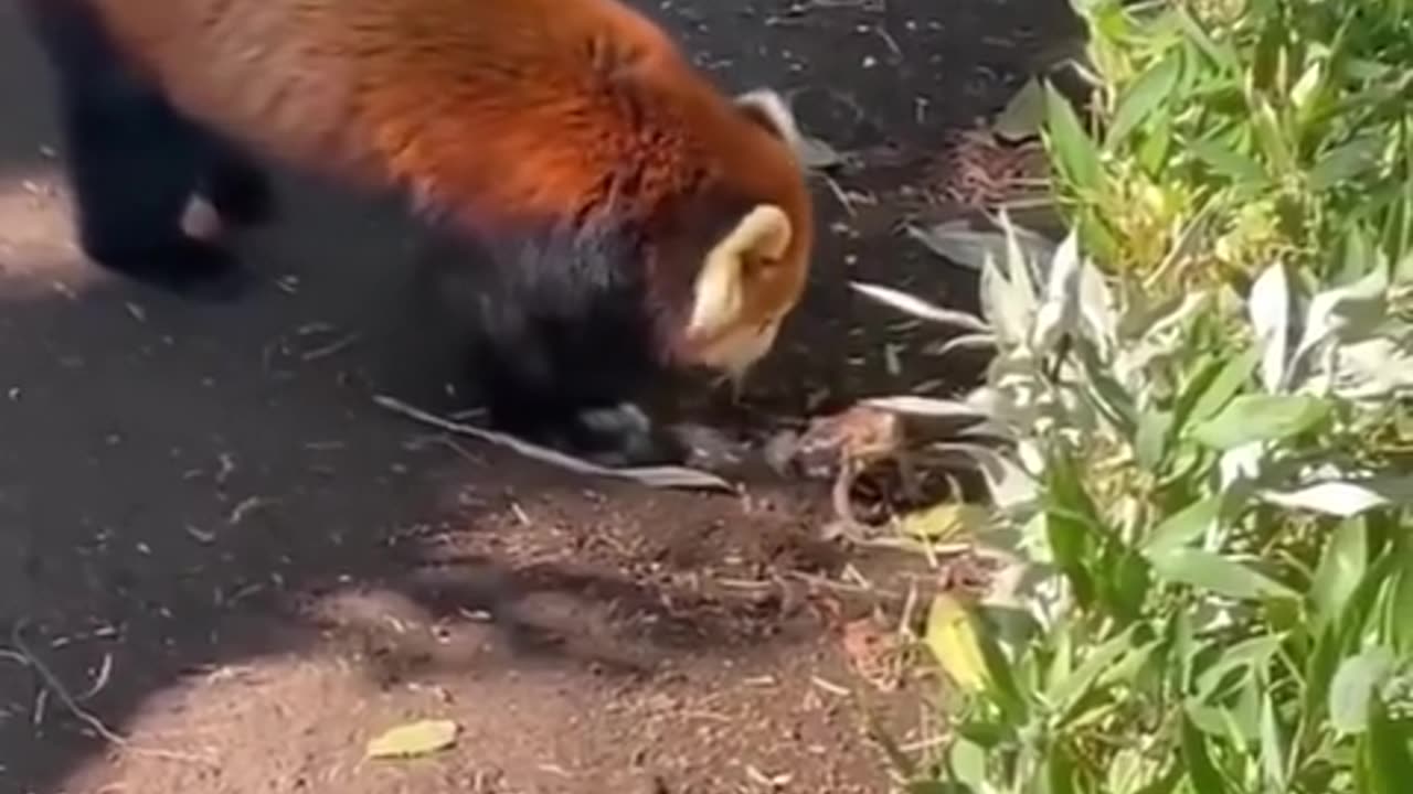 🐻😮 Watch as Curious Red Panda is Left Amazed by a Tiny Toad! Funny Encounter | FeedMyCuriosity