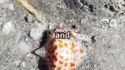 The World’s Deadliest Snail | Nature’s Silent Killer 🐌☠️