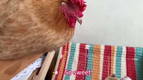 How funny! The rooster caught the hen and the cat having an affair! The rooster was furious! So cute
