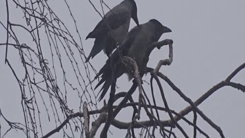 Gråkråkor putsar varandra, sedda från Trumpetaregatan 8A i Örebro 6 Dec. 2025