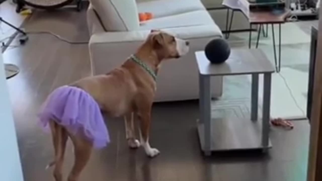😂😂 She Can't Stop! Dancing to the Beat | FunFM