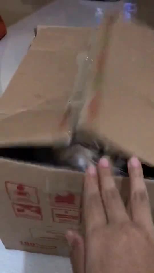 Funny Cat Videos 14 - Cats Make You Shocked