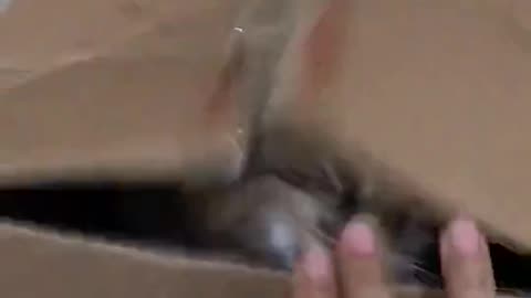 Funny Cat Videos 14 - Cats Make You Shocked