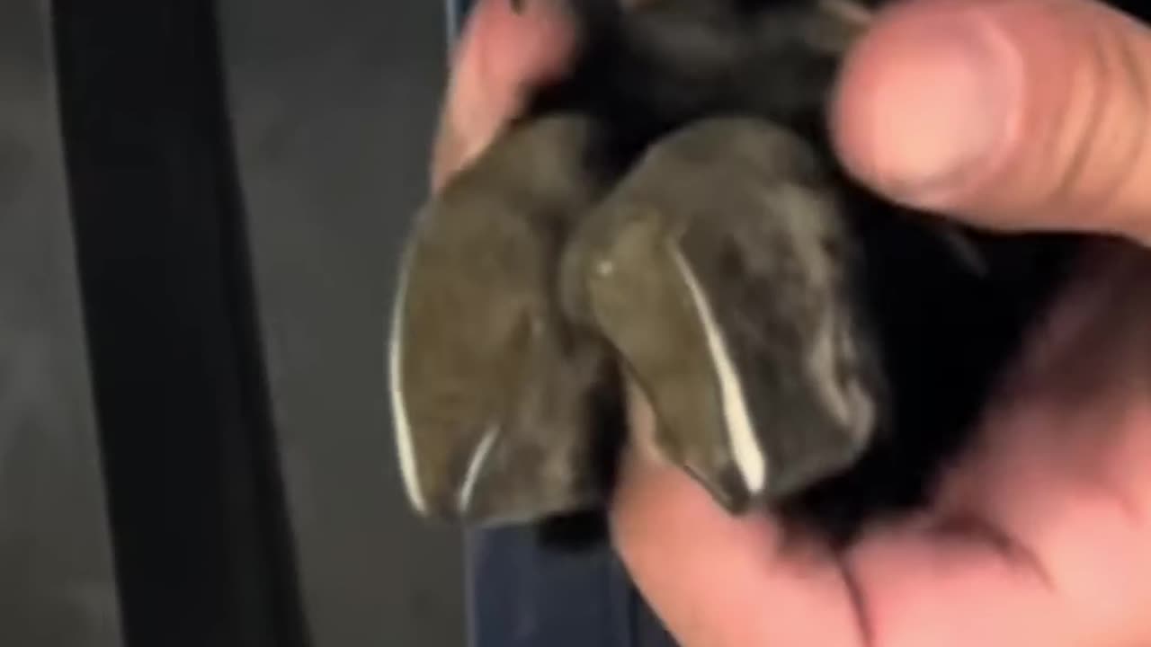 How to Trim Goat Hooves for Beginners