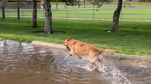 Golden Retriever Plays In Puddle