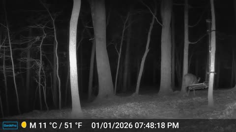 The Woods – 01/02/2026