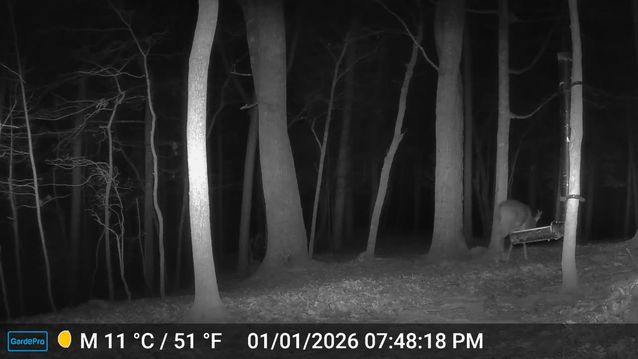 The Woods – 01/02/2026