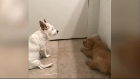 “Pets Being Silly | Funny Animal Shorts 2025”
