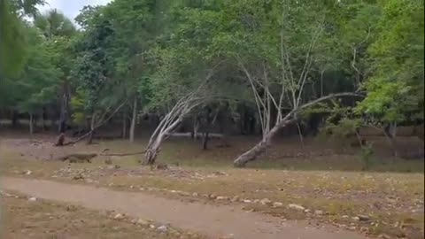 Komodo Dragon in Jungle