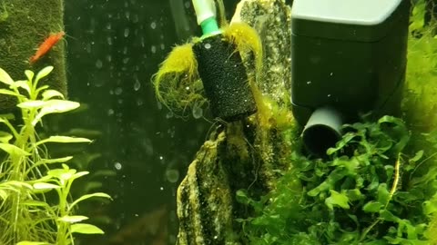 Biodiverse Mini Ecosystem Planted Aquarium Stiphodon atropurpureus Eating Algae