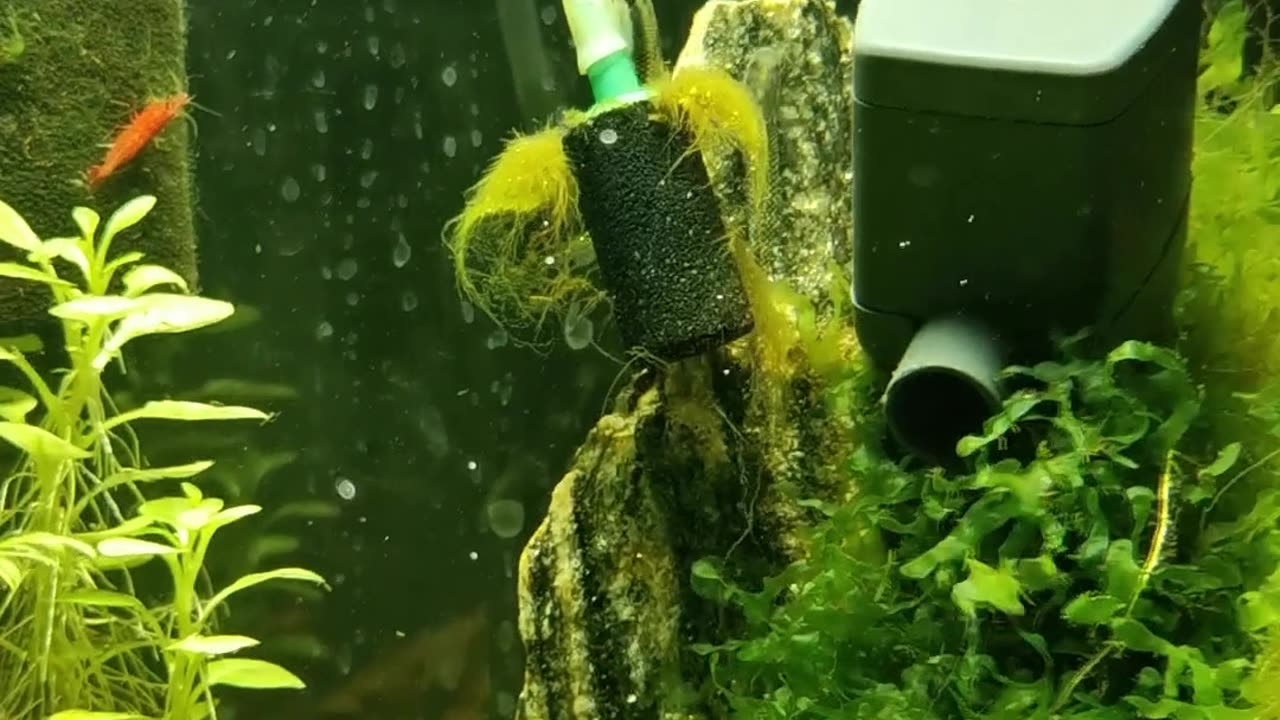 Biodiverse Mini Ecosystem Planted Aquarium Stiphodon atropurpureus Eating Algae