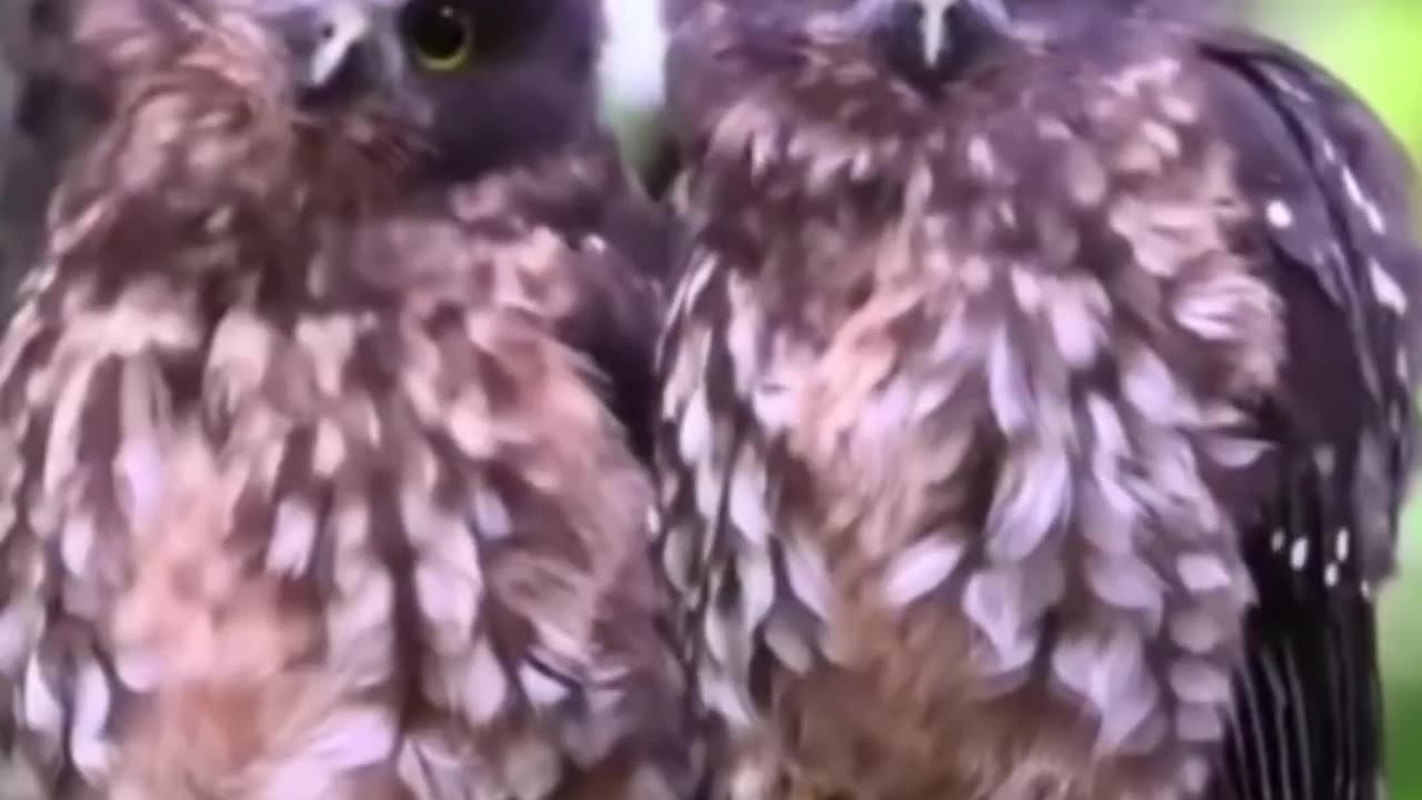 Look, but don’t make it obvious..