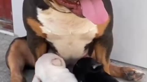 Mothers Are All the Same