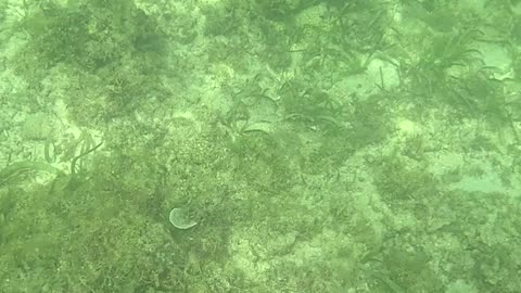 Morning Snorkeling