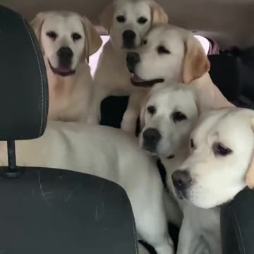 LabradorMobile 😊😍👍
