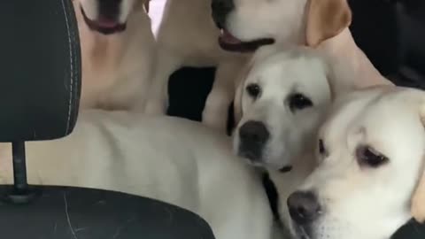 LabradorMobile 😊😍👍