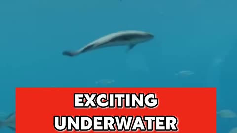 Exciting underwater adventure with scuba divers and wildlife exploration.