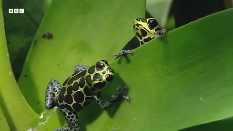 1 Hour of Incredible Animals Narrated by David Attenborough _ BBC Earth