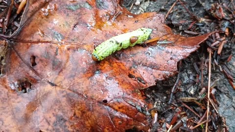 Rosy Maple Moth Caterpillar