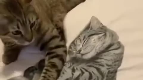 Where are you from kitty ?😐