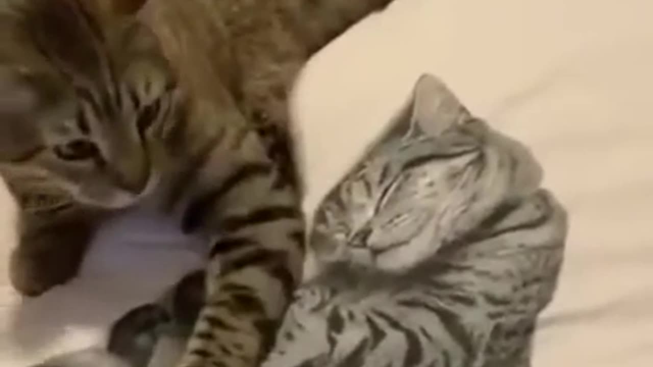 Where are you from kitty ?😐