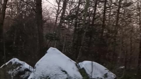 Whitetail Deer& North American Black Bear Drive Hunt Sterling Forest NYS 2025 1