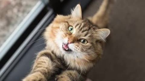 Science Says Cats Meow Louder at Men — Here’s Why