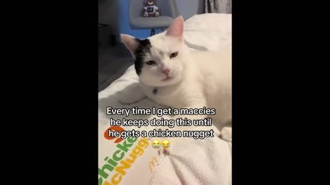 FUNNY CATS MEMES COMPILATION V41