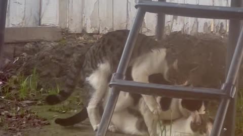 Cats Caught In Compromising Position