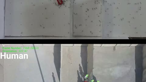 Ants vs Human : problem solving