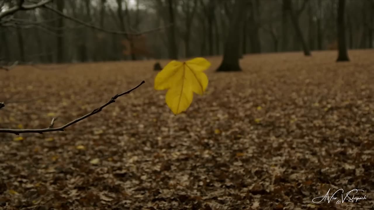 Ноябрь. Цикл 12 месяцев