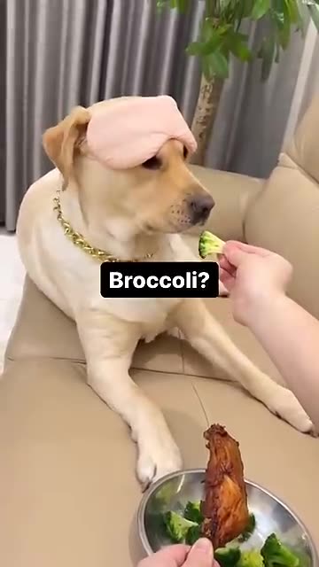 Smart Dog 🤣🤣🤣